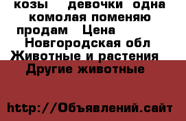 козы -3 девочки ,одна комолая.поменяю-продам › Цена ­ 1 500 - Новгородская обл. Животные и растения » Другие животные   